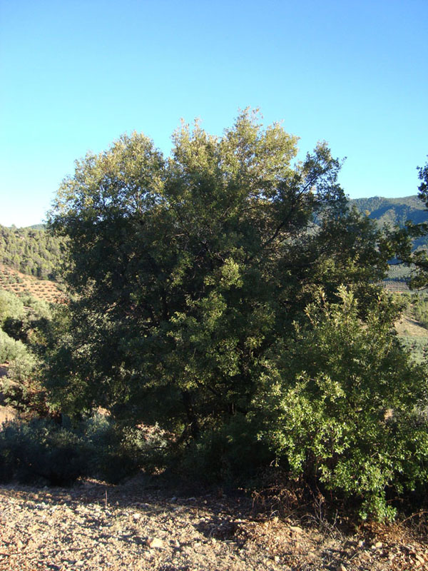 14_Quercus_faginea