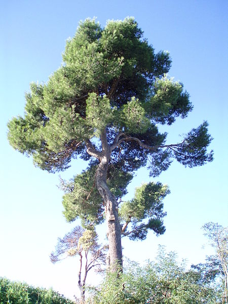 09_Pinus_halepensis